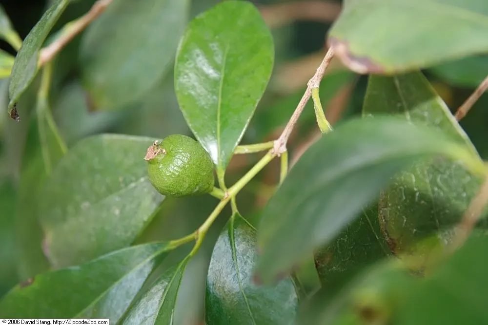Yellow Guava (Psidium Littorale) — These flowers are sure to attract pollinators; approximately 2 to 4 inches in diameter