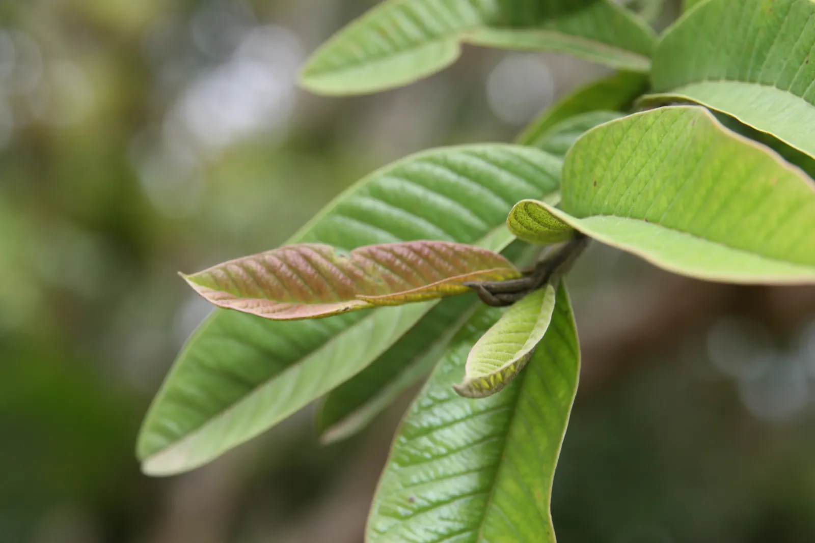 Yellow Guava (Psidium Littorale) — fluffy white petals and numerous stamens; rounded silhouette.<br><br>Its foliage is characterized by glossy, image 91
