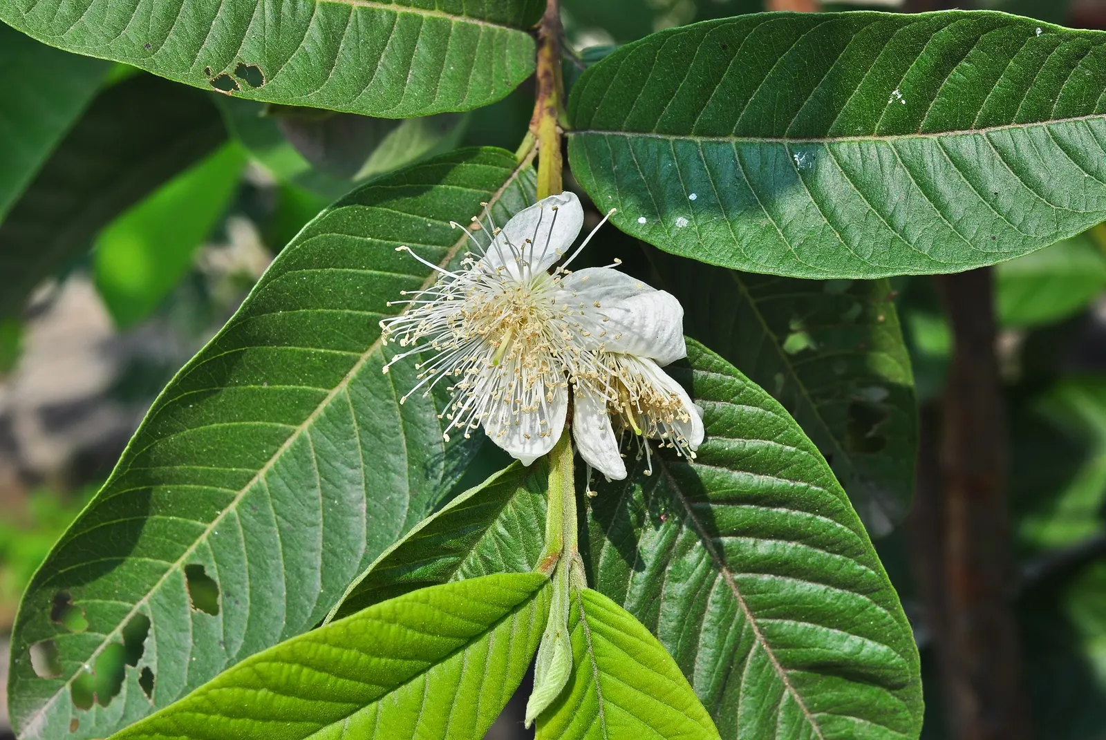 Yellow Guava (Psidium Littorale) — shrub / tree for full; as is periodic feeding with a balanced fertilizer to maintain robust health and maximize, image 104