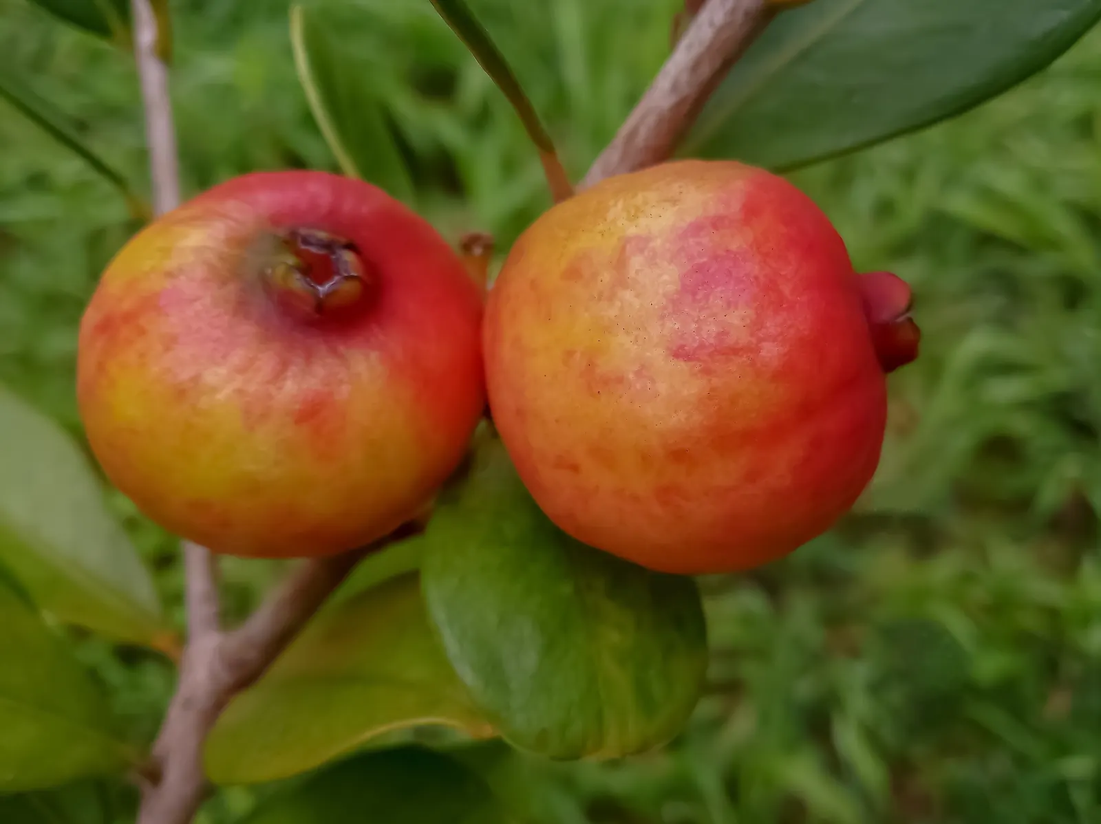 Yellow Guava (Psidium Littorale) — adding liveliness to any garden setting.<br><br>Upon maturation in late summer or fall; white flowers in the, image 93
