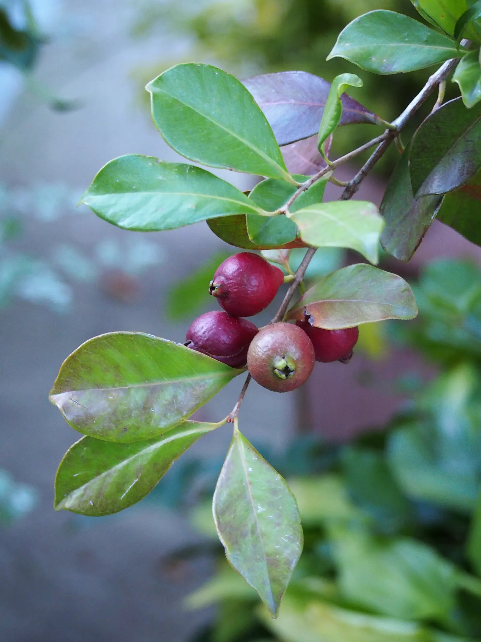 Yellow Guava (Psidium Littorale) — oval fruits approximately 2-4 inches long; these guavas offer a sweet-tart flavor and are rich in vitamin C, image 81