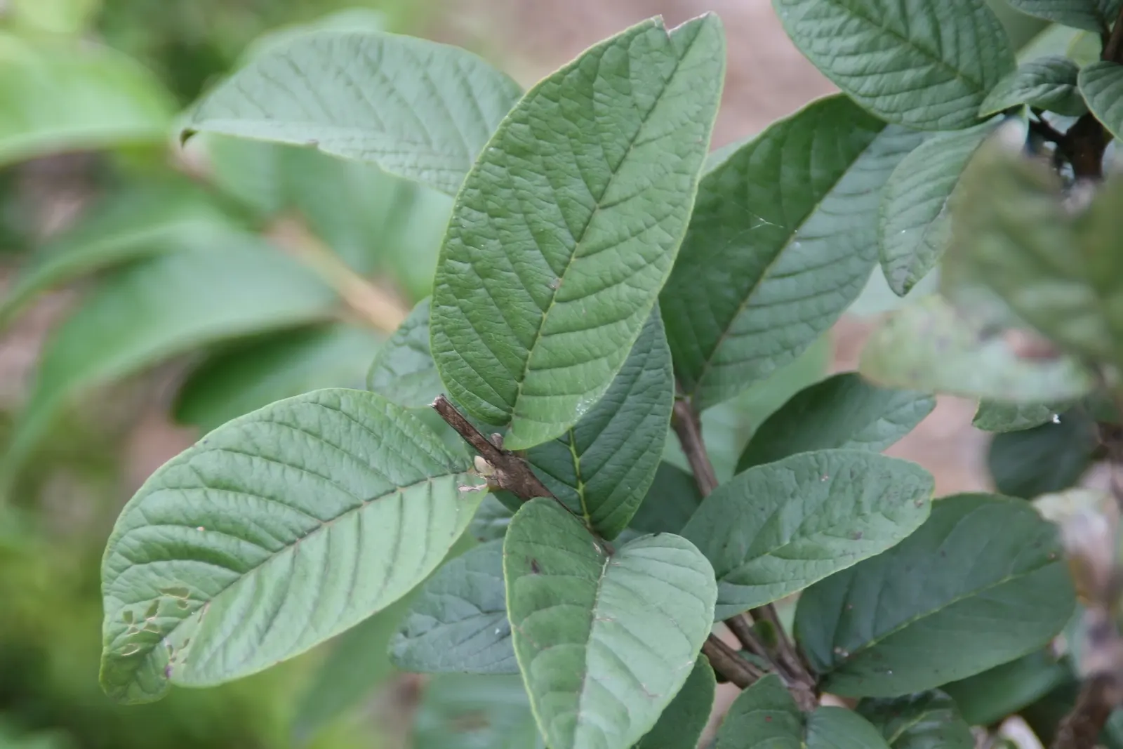 Yellow Guava (Psidium Littorale) — rounded silhouette.<br><br>Its foliage is characterized by glossy