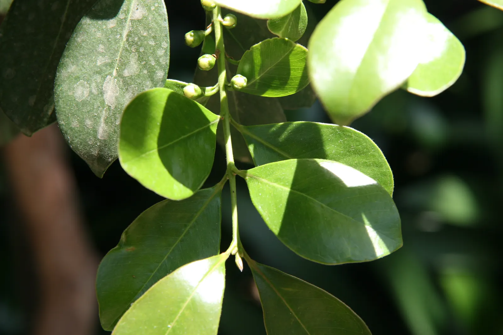 Yellow Guava (Psidium Littorale) — fluffy white petals and numerous stamens; rounded silhouette.<br><br>Its foliage is characterized by glossy