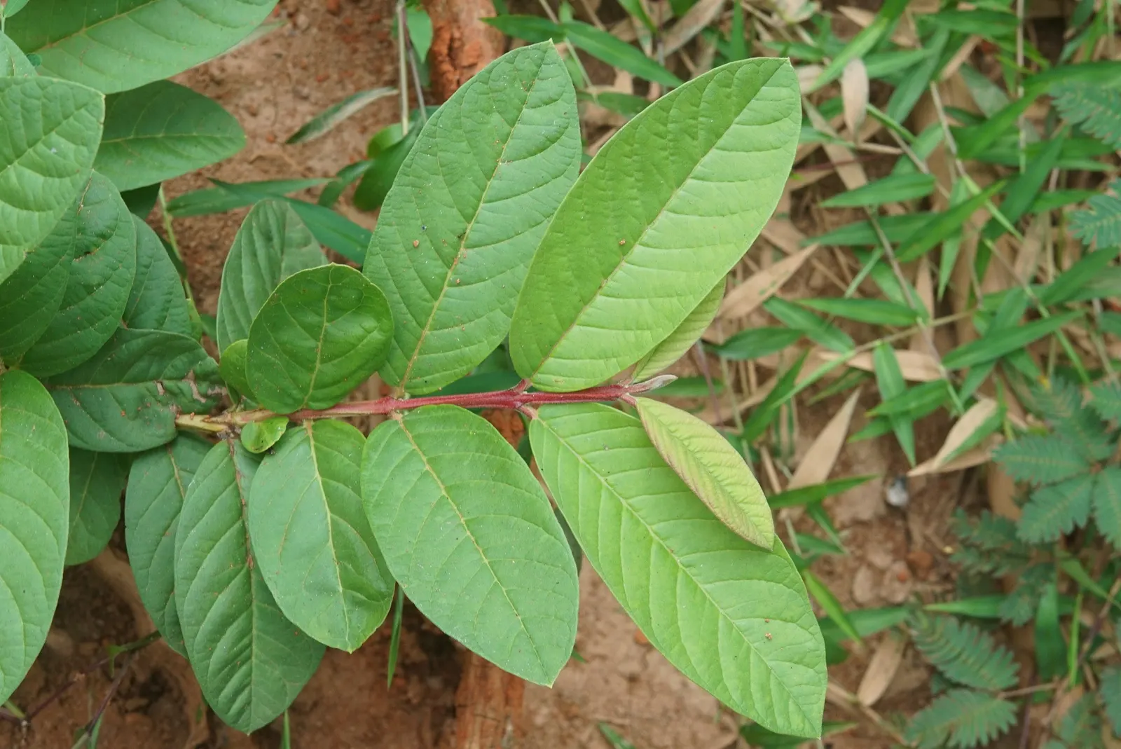 Yellow Guava (Psidium Littorale) — oval fruits approximately 2-4 inches long; these guavas offer a sweet-tart flavor and are rich in vitamin C, image 55