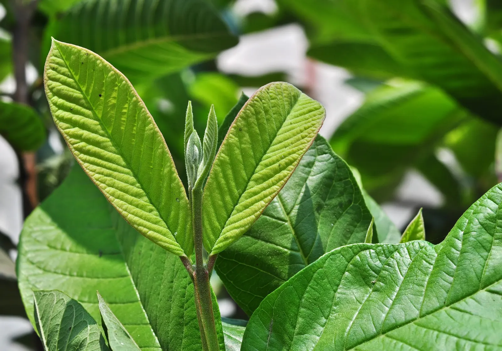 Yellow Guava (Psidium Littorale) — the Yellow Guava thrives in well-drained soils with regular watering to establish a deep root system; shrub /, image 71