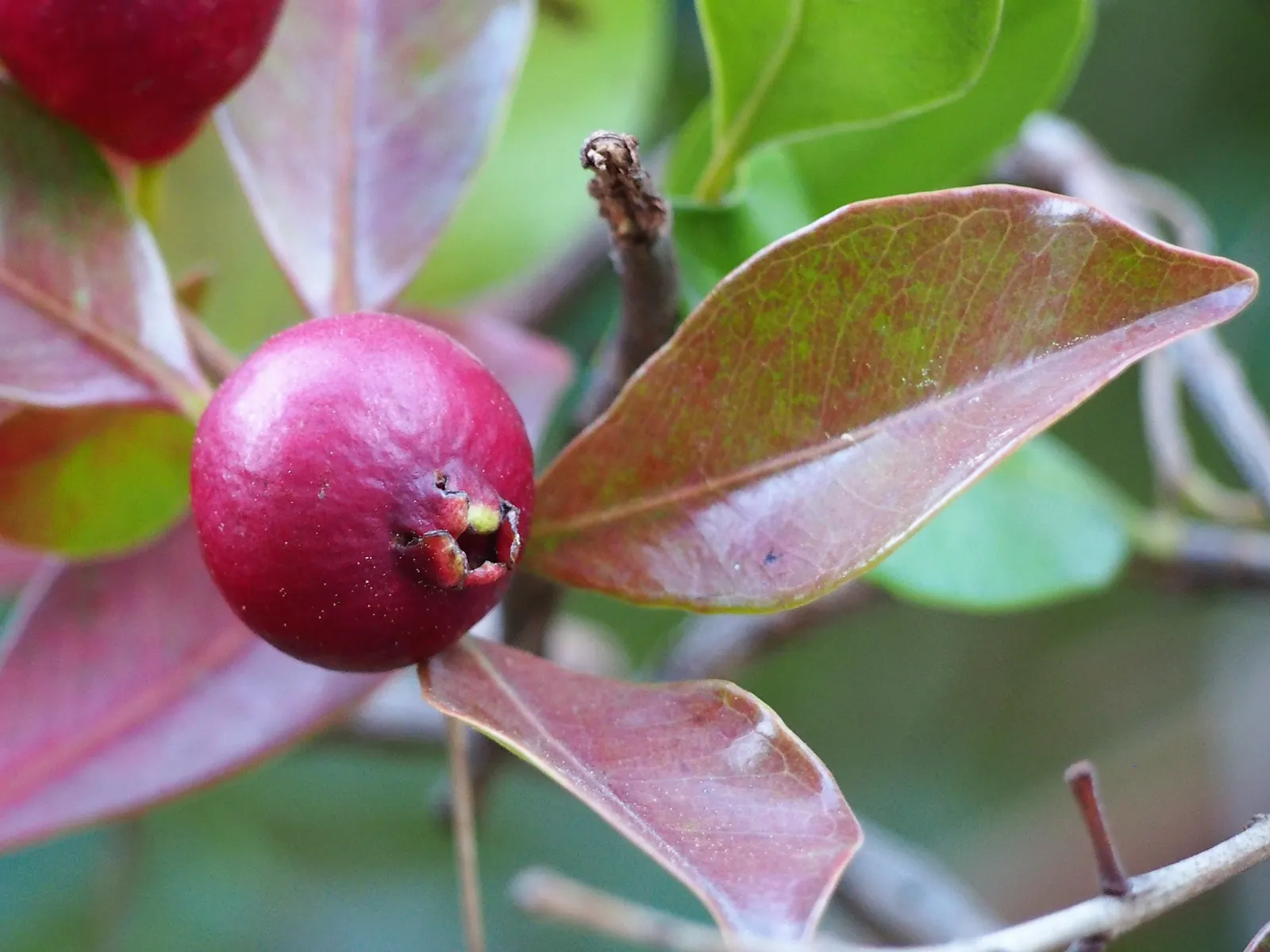 Yellow Guava (Psidium Littorale) — oval fruits approximately 2-4 inches long