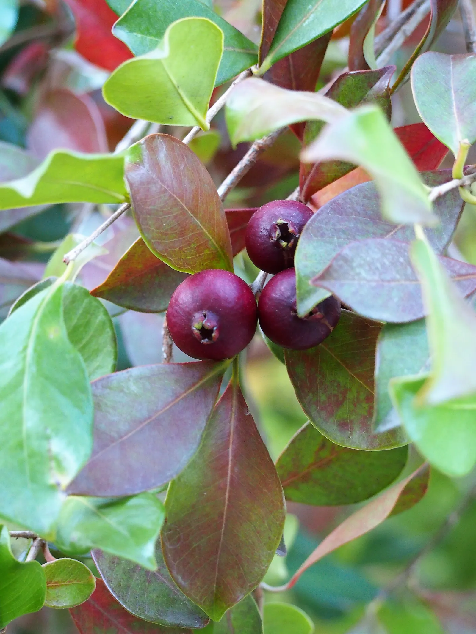 Yellow Guava (Psidium Littorale) — The Yellow Guava, Psidium littorale, is a subtropical evergreen shrub, reaching 6-15 ft in height; rich in, image 53