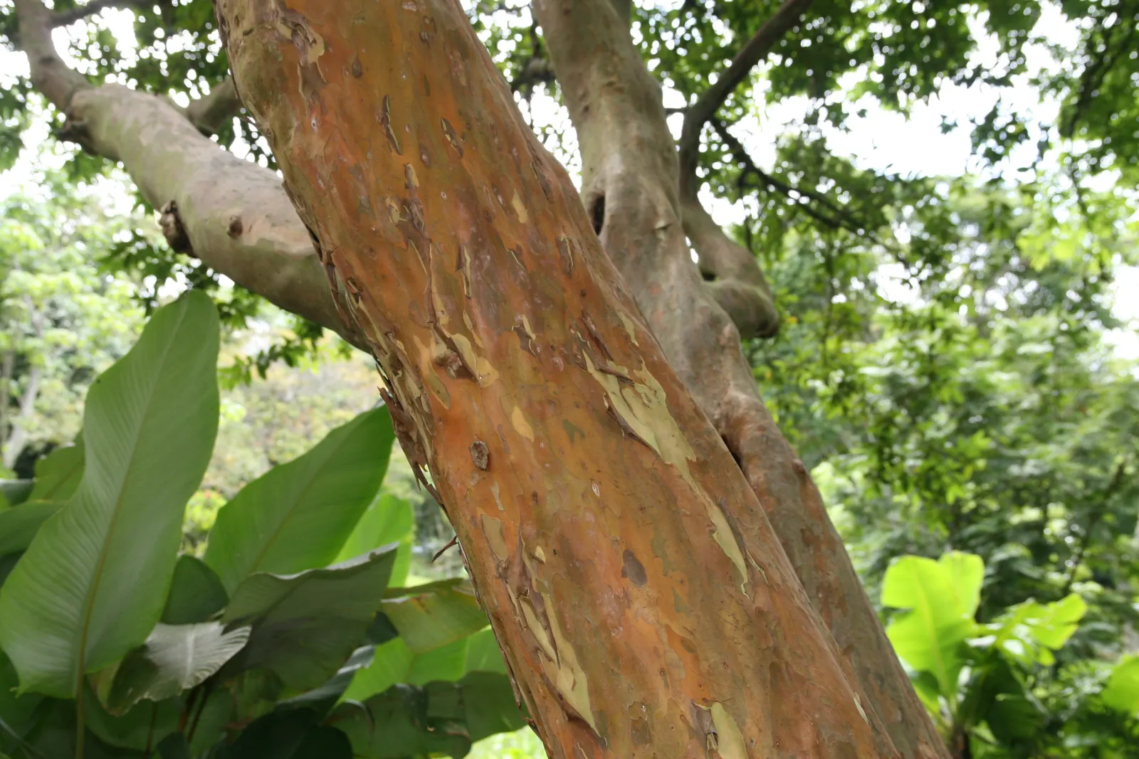 Yellow Guava (Psidium Littorale) — presents a tropical allure with its lush foliage and vibrantly colored fruits