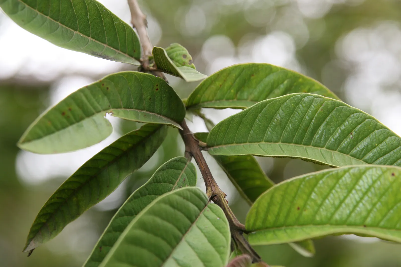 Yellow Guava (Psidium Littorale) — Thrives in full sun to light shade; prefers well-draining soil; ideal for accent or specimen planting, hedges, image 109