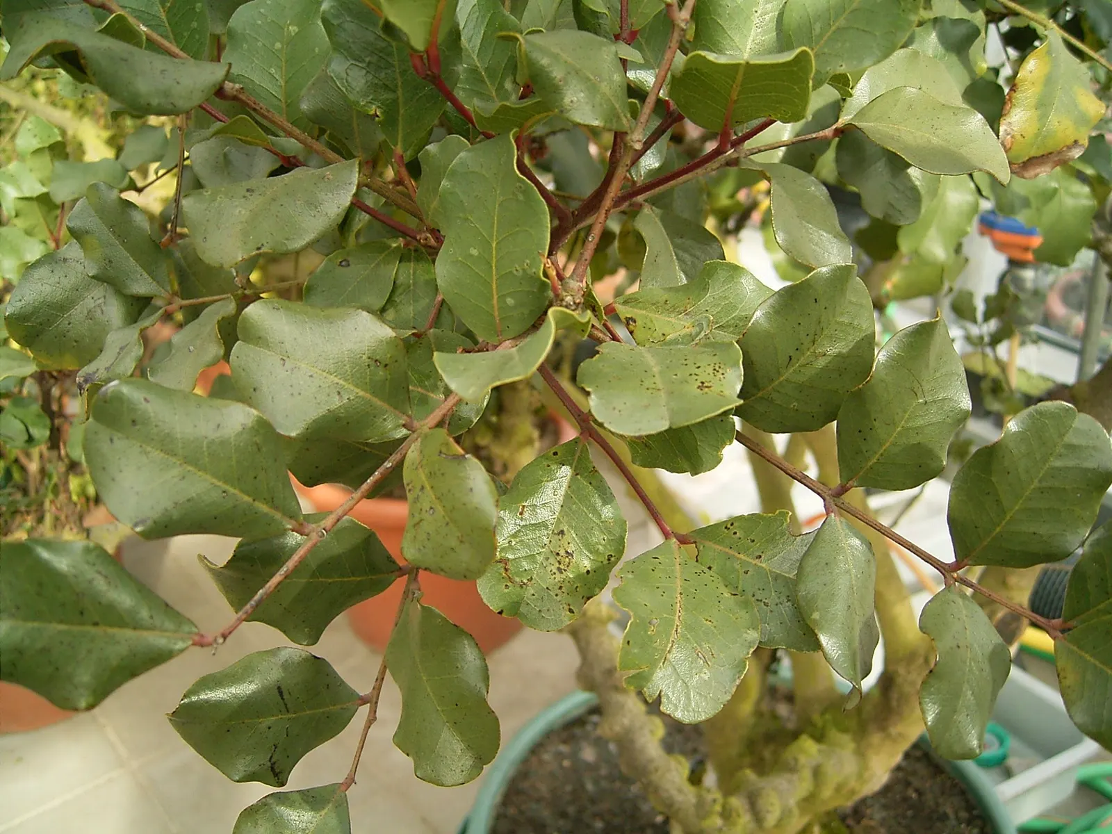 Yellow Guava (Psidium Littorale) — Its leathery foliage complements fragrant white flowers and lemon-yellow