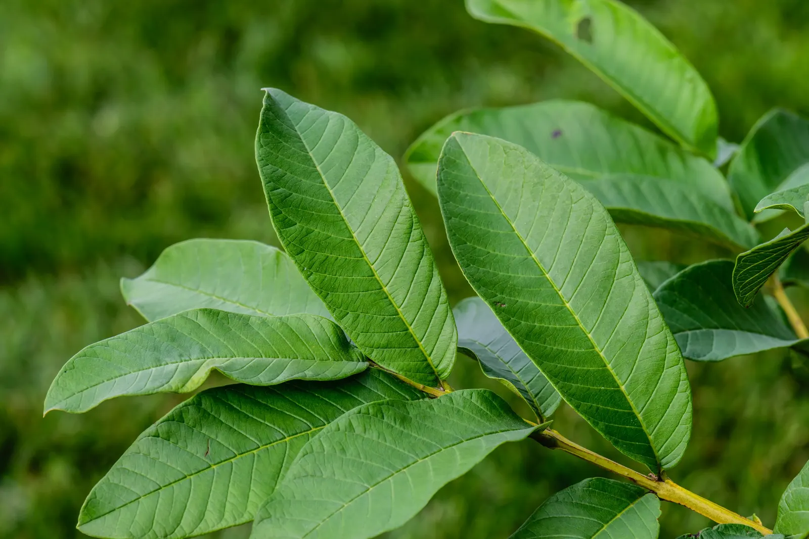 Yellow Guava (Psidium Littorale) — rounded silhouette.<br><br>Its foliage is characterized by glossy; adding liveliness to any garden, image 88
