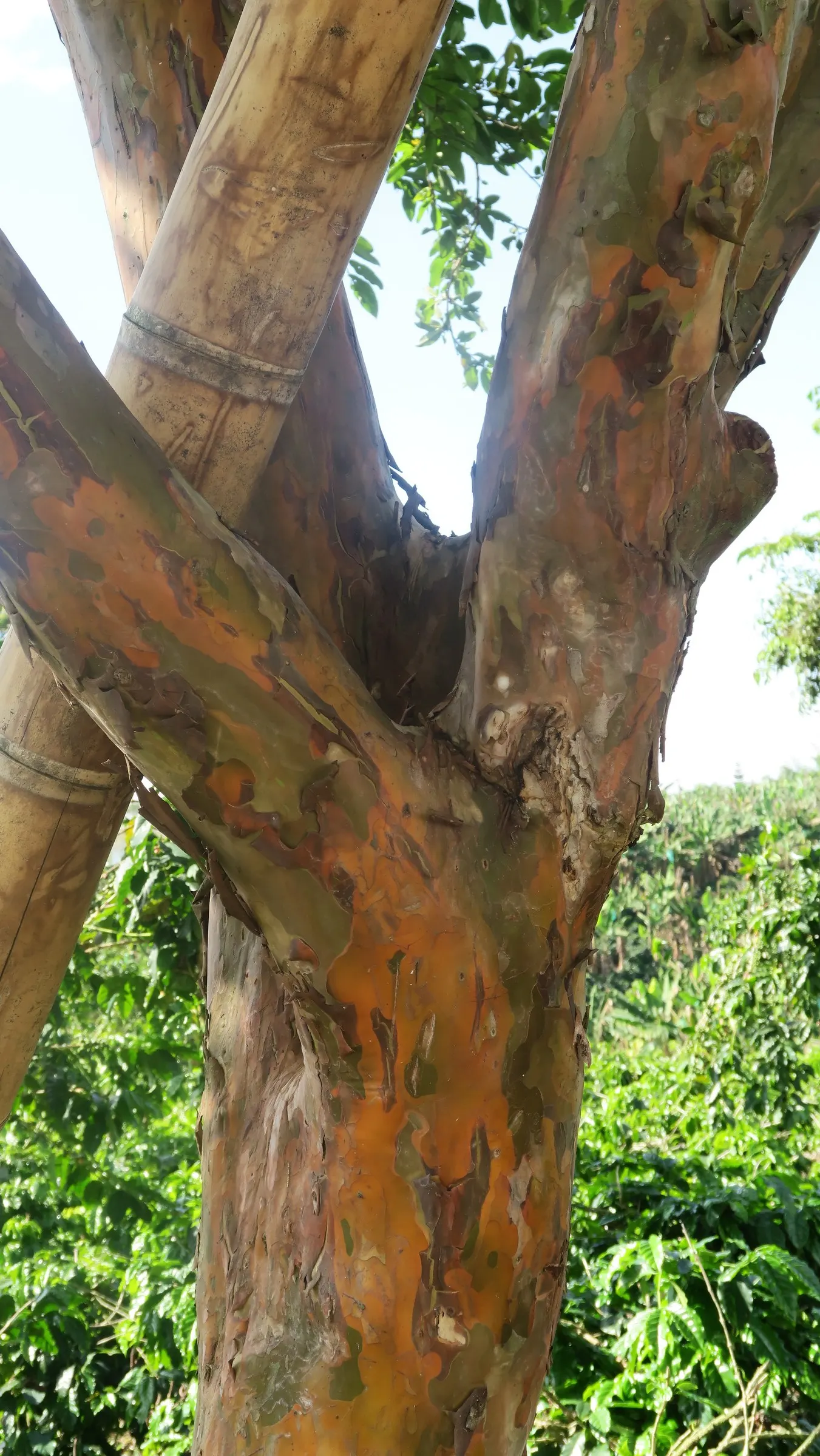 Yellow Guava (Psidium Littorale) — shrub / tree with white blooms; the plant bears yellow-skinned fruit