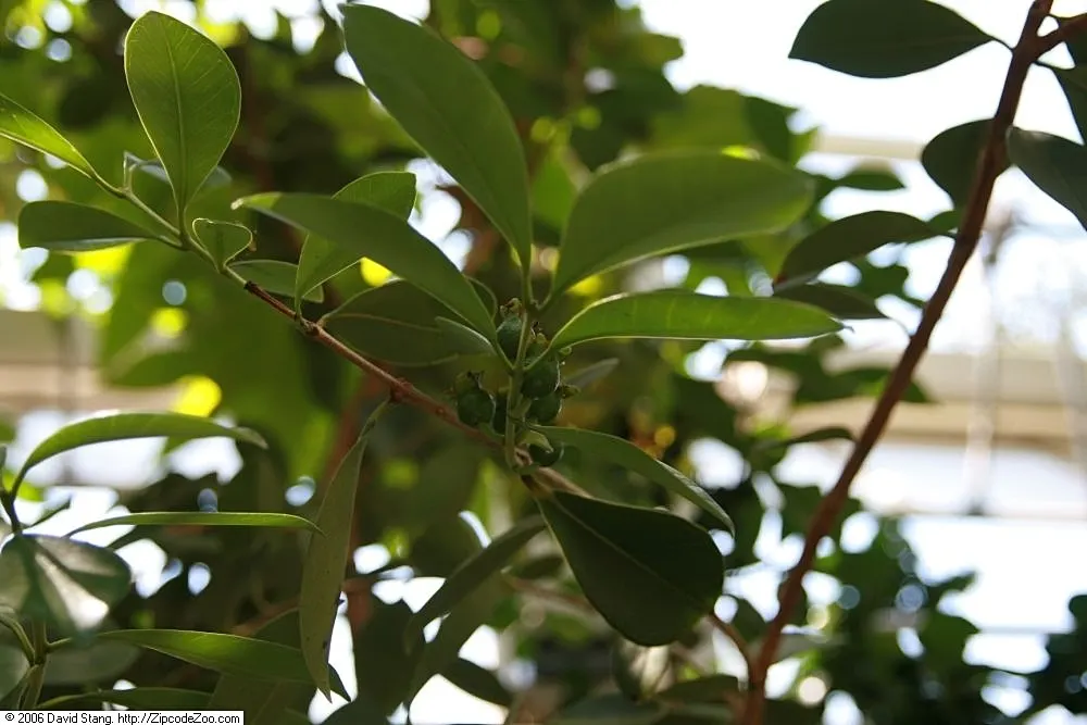 Yellow Guava (Psidium Littorale) — Ideal for accent or specimen planting, hedges, and edible landscapes; fluffy white petals and numerous stamens, image 58