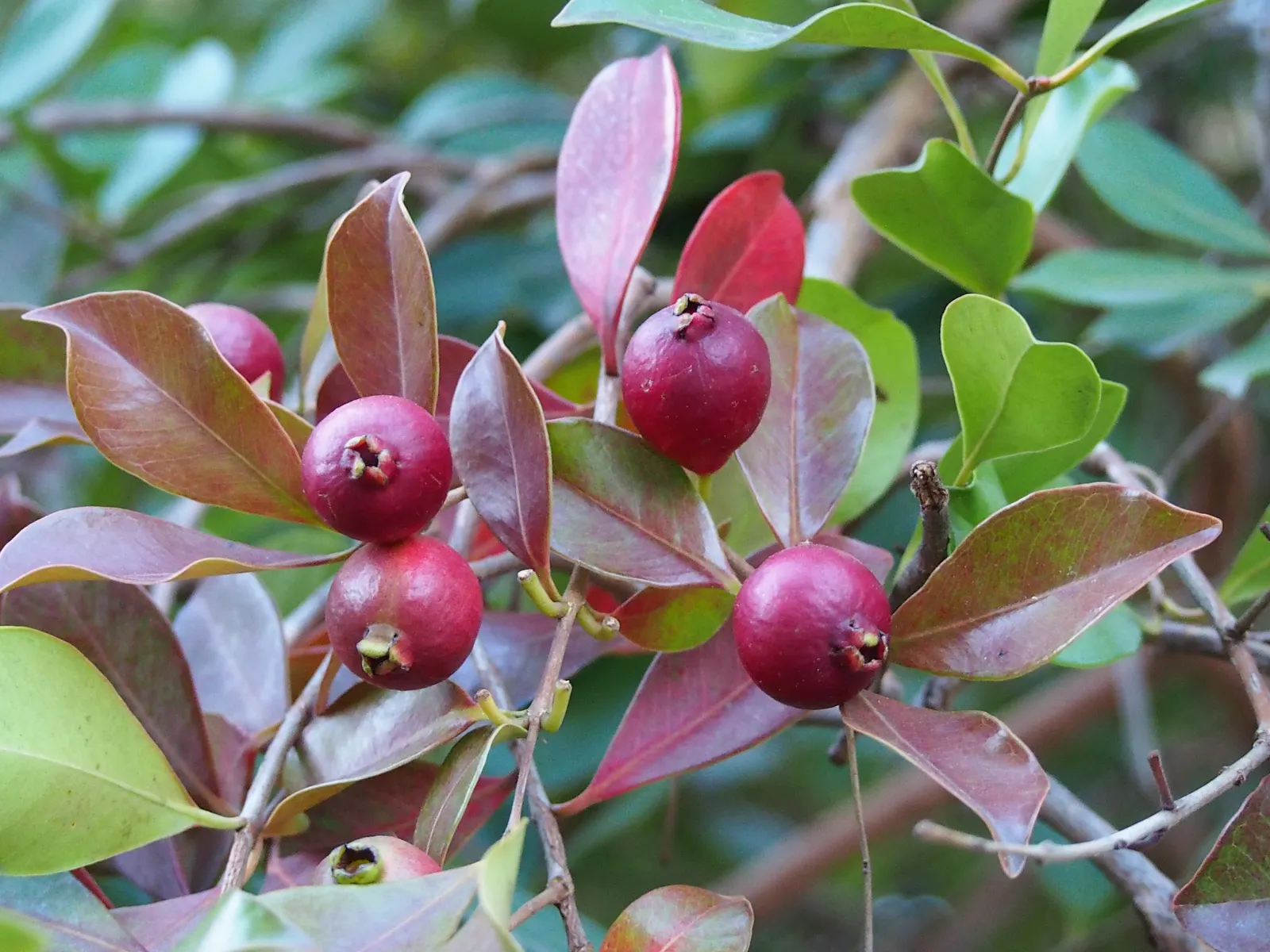 Yellow Guava (Psidium Littorale) — This evergreen shrub or small tree typically reaches an average height of 6 to 15 feet; making it a splendid, image 61