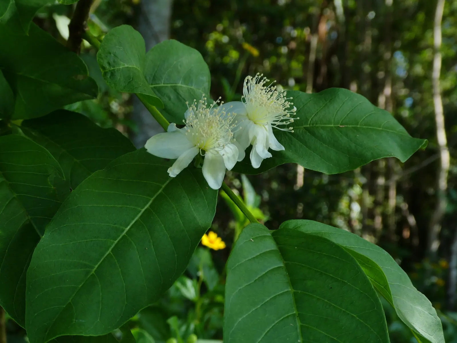 Yellow Guava (Psidium Littorale) — fluffy white petals and numerous stamens