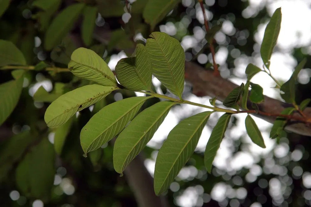 Yellow Guava (Psidium Littorale) — Pruning to manage shape and size is recommended; hardy to USDA zones 9 through 11, image 74