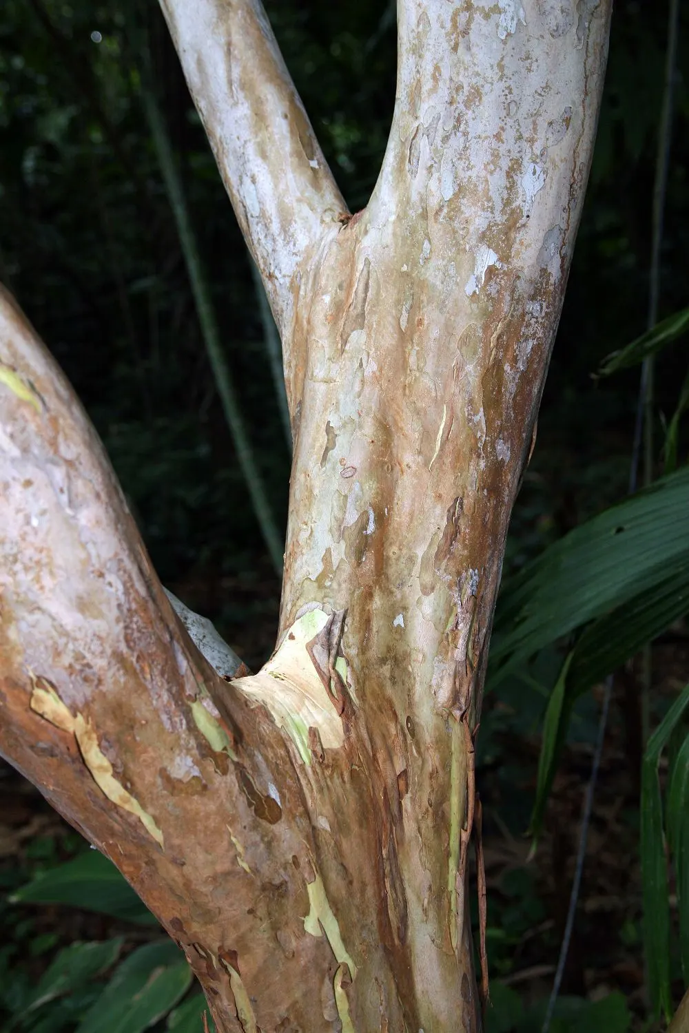 Yellow Guava (Psidium Littorale) — Pruning to manage shape and size is recommended