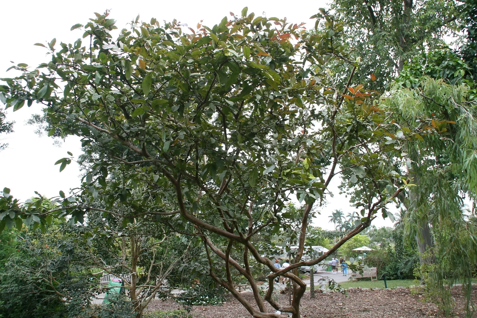 Yellow Guava (Psidium Littorale) — approximately 2 to 4 inches in diameter; the Yellow Guava is renowned for its aromatic blooms, image 69