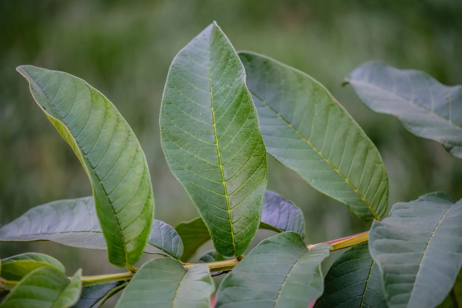 Yellow Guava (Psidium Littorale) — as is periodic feeding with a balanced fertilizer to maintain robust health and maximize fruit production; its, image 75