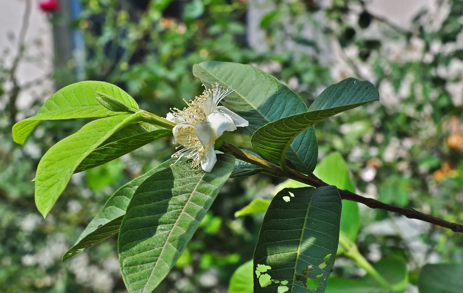 Yellow Guava (Psidium Littorale) — rounded silhouette.<br><br>Its foliage is characterized by glossy; adding liveliness to any garden, image 114