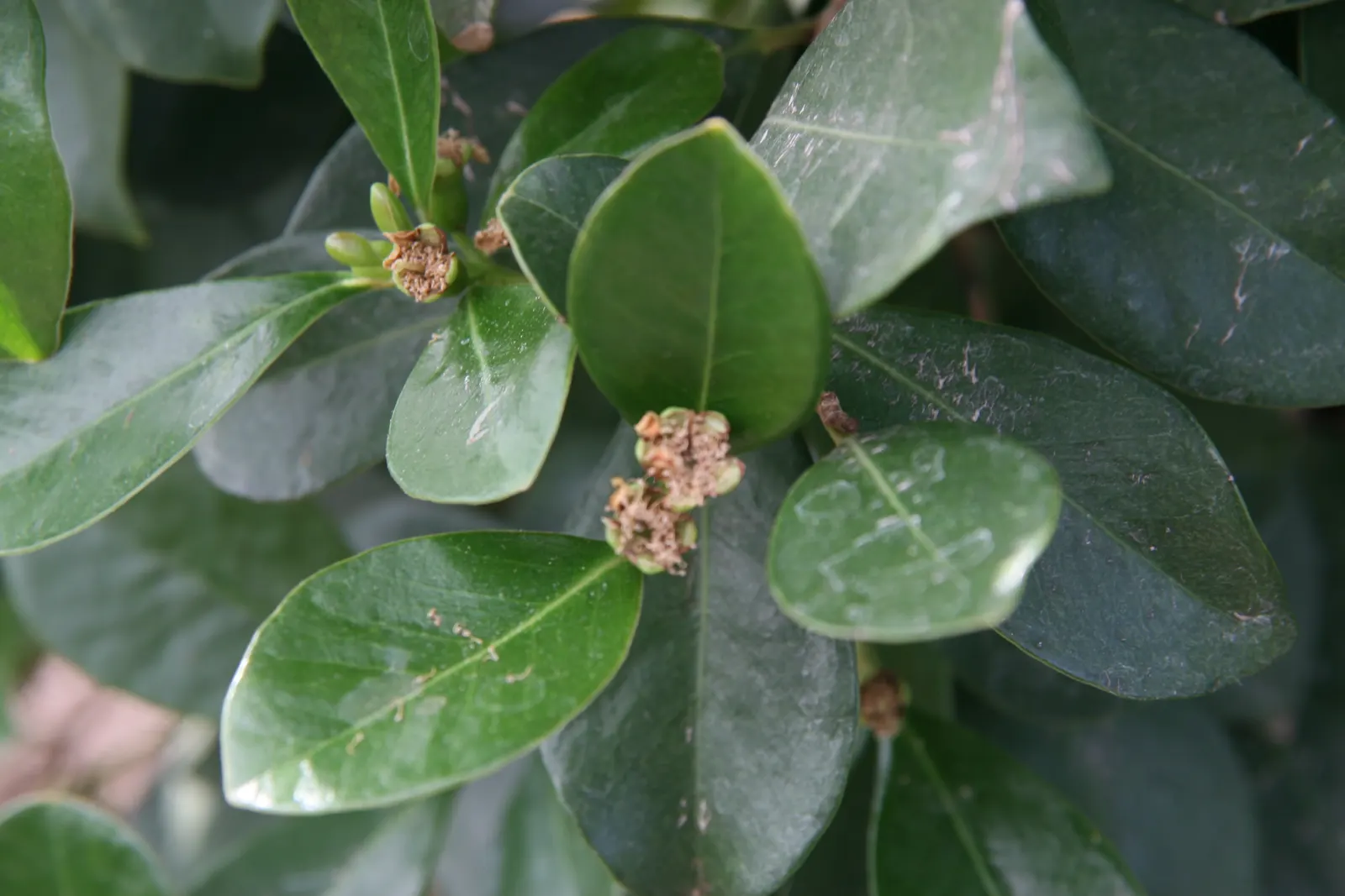 Yellow Guava (Psidium Littorale) — the Yellow Guava thrives in well-drained soils with regular watering to establish a deep root system