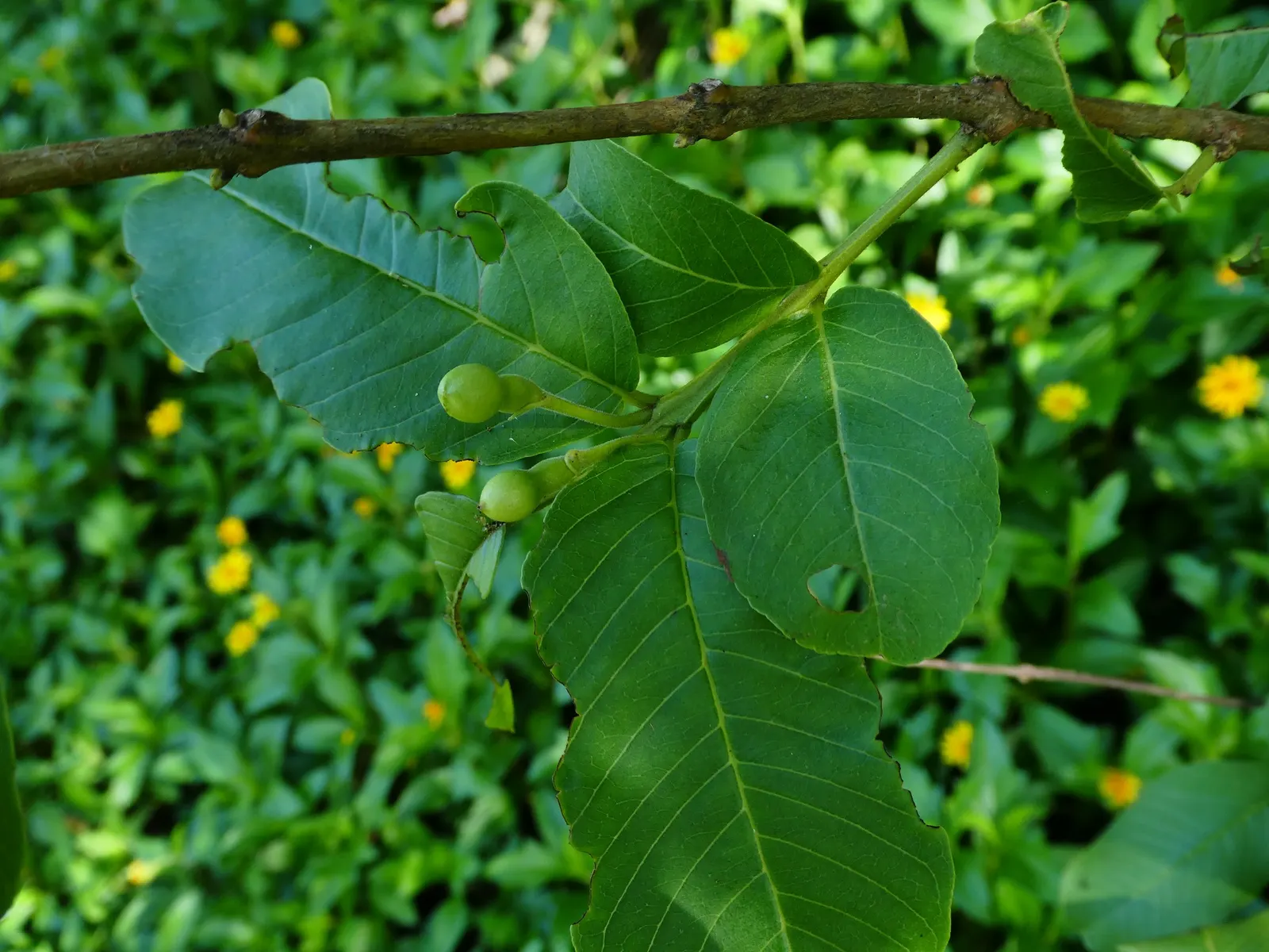 Yellow Guava (Psidium Littorale) — oval fruits approximately 2-4 inches long; these guavas offer a sweet-tart flavor and are rich in vitamin C