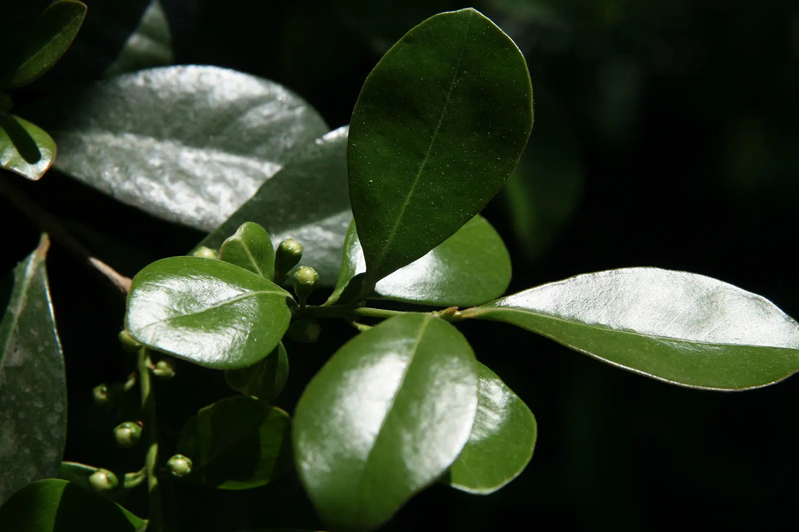 Yellow Guava (Psidium Littorale) — elliptical leaves that are dark green in color and measure about 3 to 6 inches in length