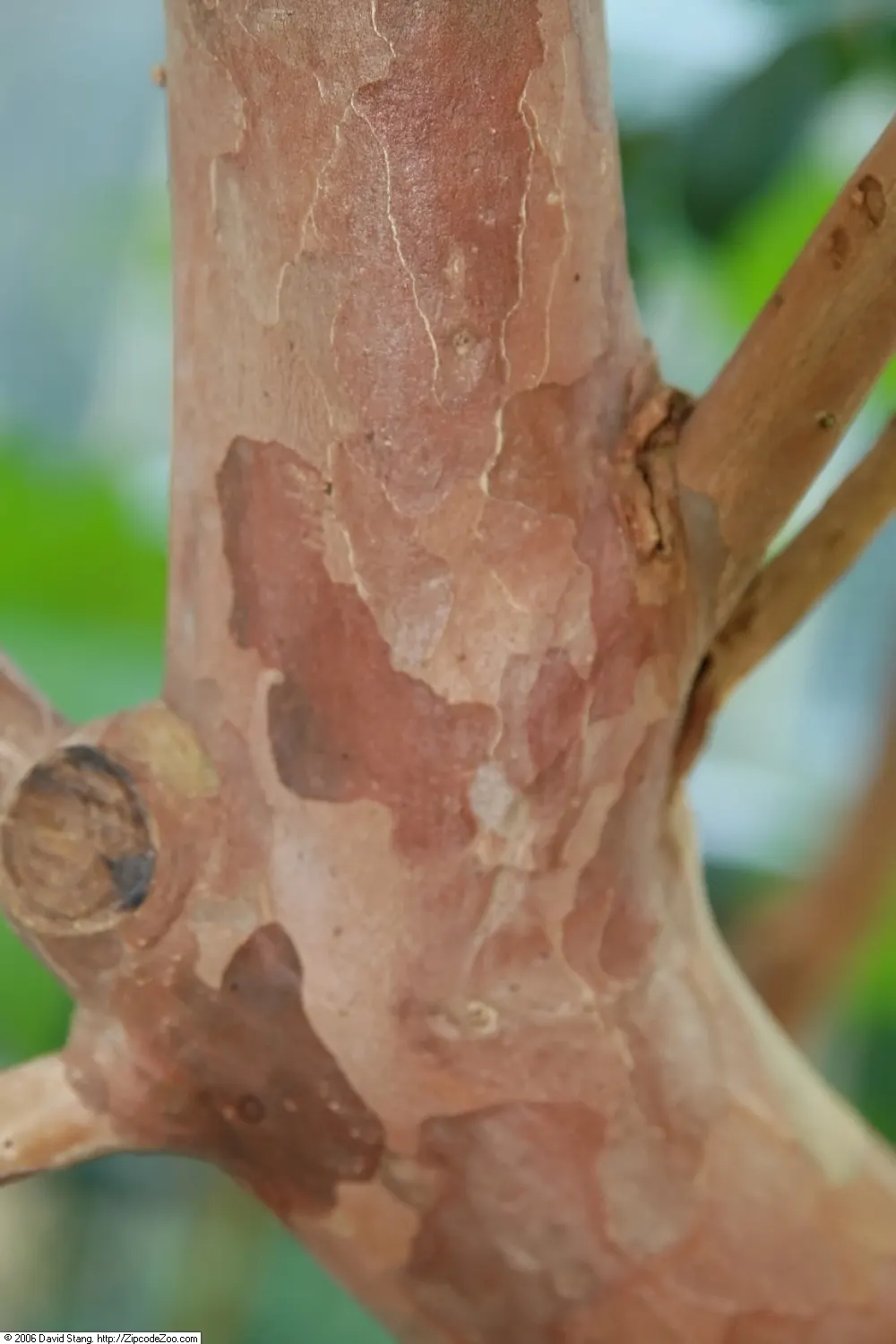 Yellow Guava (Psidium Littorale) — Rich in vitamin C, the fruits have a sweet-tart flavor; shrub / tree with white blooms