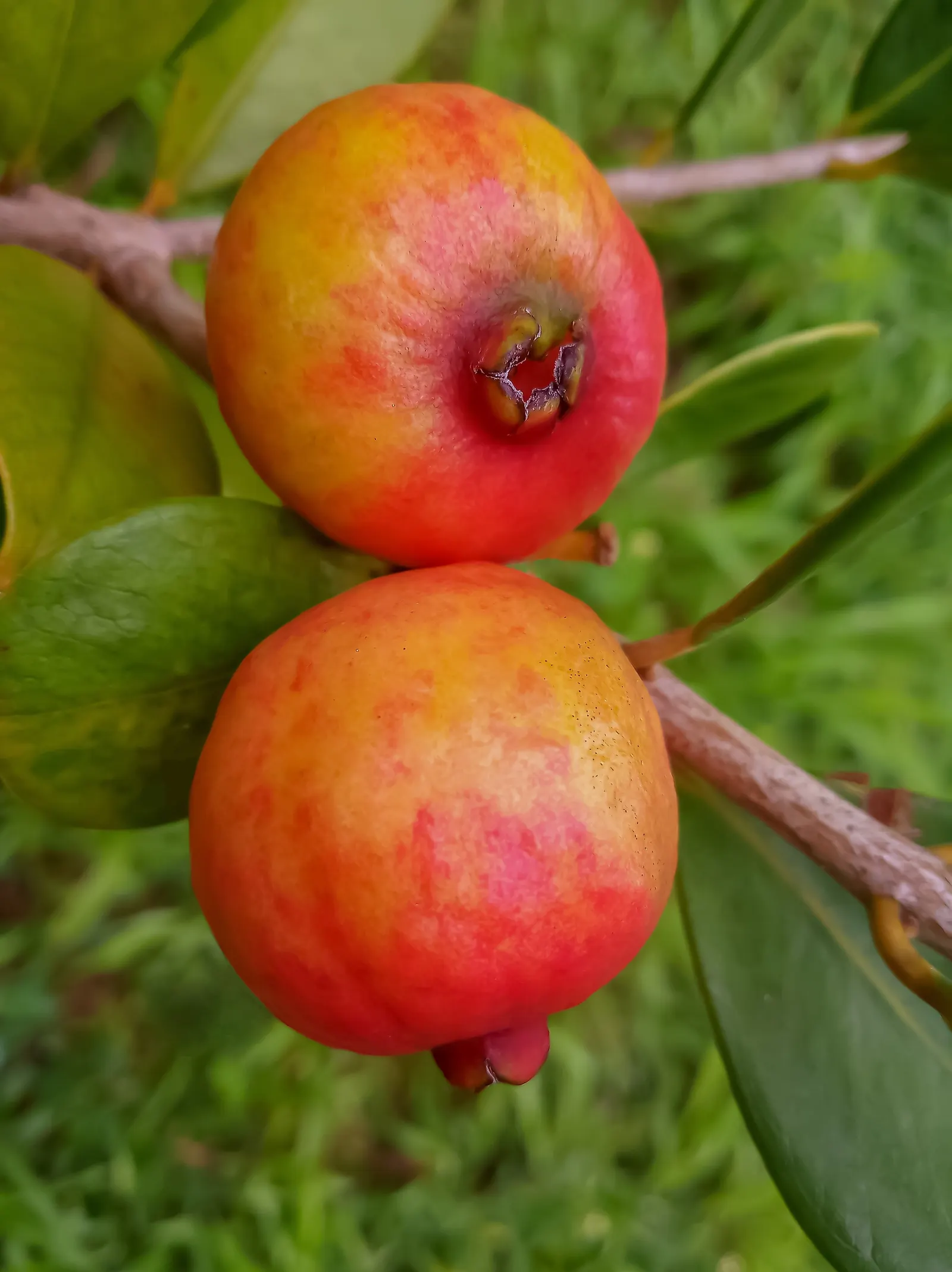 Yellow Guava (Psidium Littorale) — This evergreen shrub or small tree typically reaches an average height of 6 to 15 feet; making it a splendid, image 87