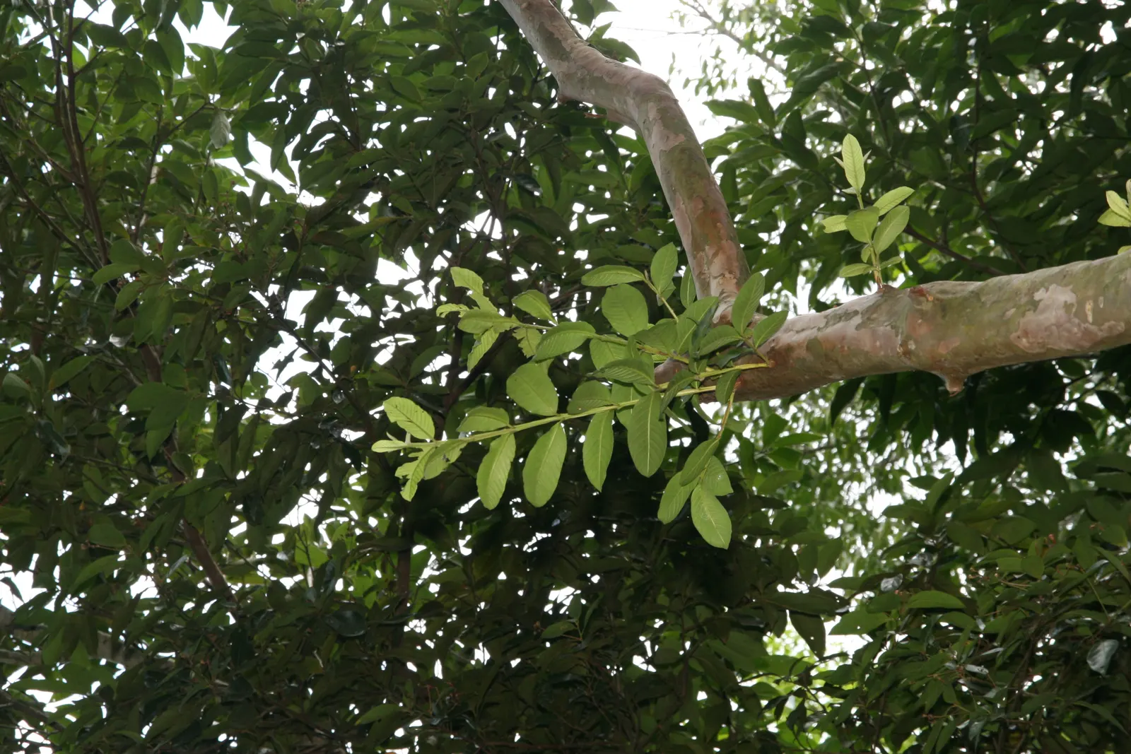 Yellow Guava (Psidium Littorale) — elliptical leaves that are dark green in color and measure about 3 to 6 inches in length; pruning to manage, image 89