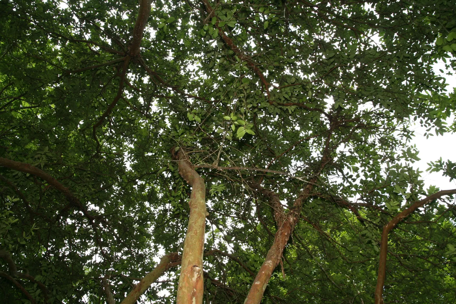 Yellow Guava (Psidium Littorale) — the Yellow Guava thrives in well-drained soils with regular watering to establish a deep root system; shrub / tree for full
