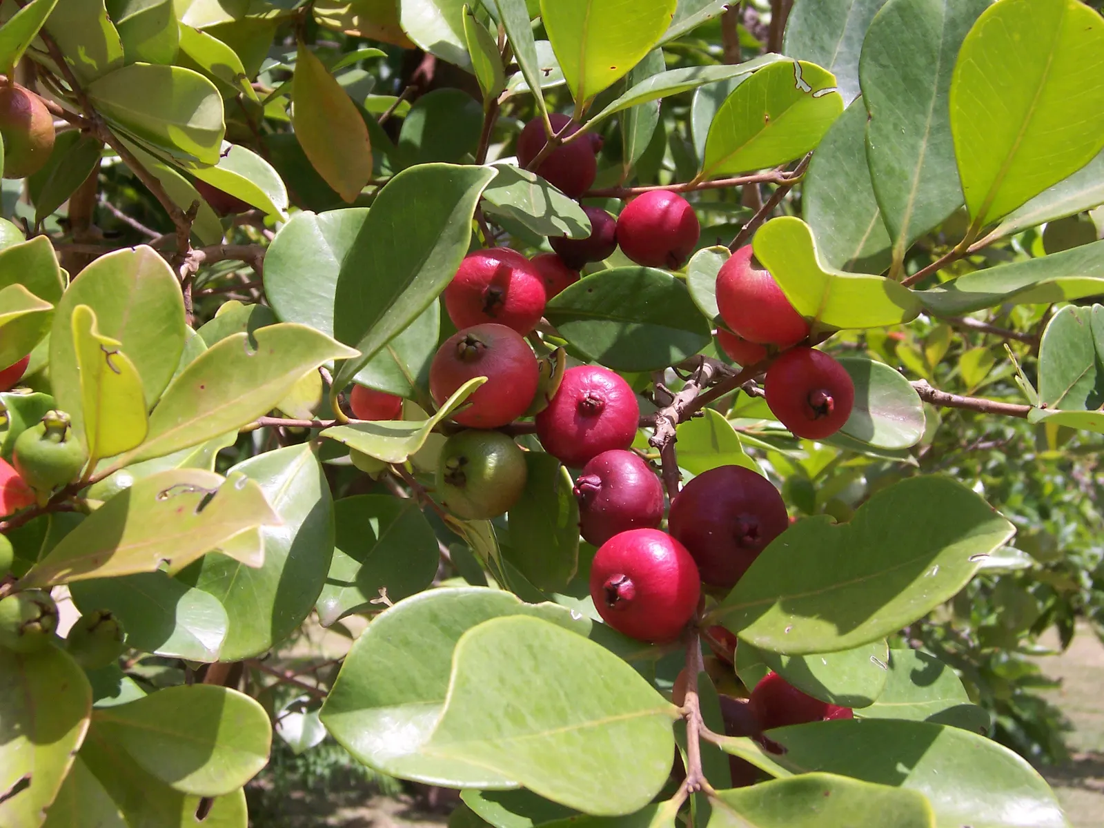 Yellow Guava (Psidium Littorale) — Thrives in full sun to light shade; prefers well-draining soil; ideal for accent or specimen planting, hedges, image 83