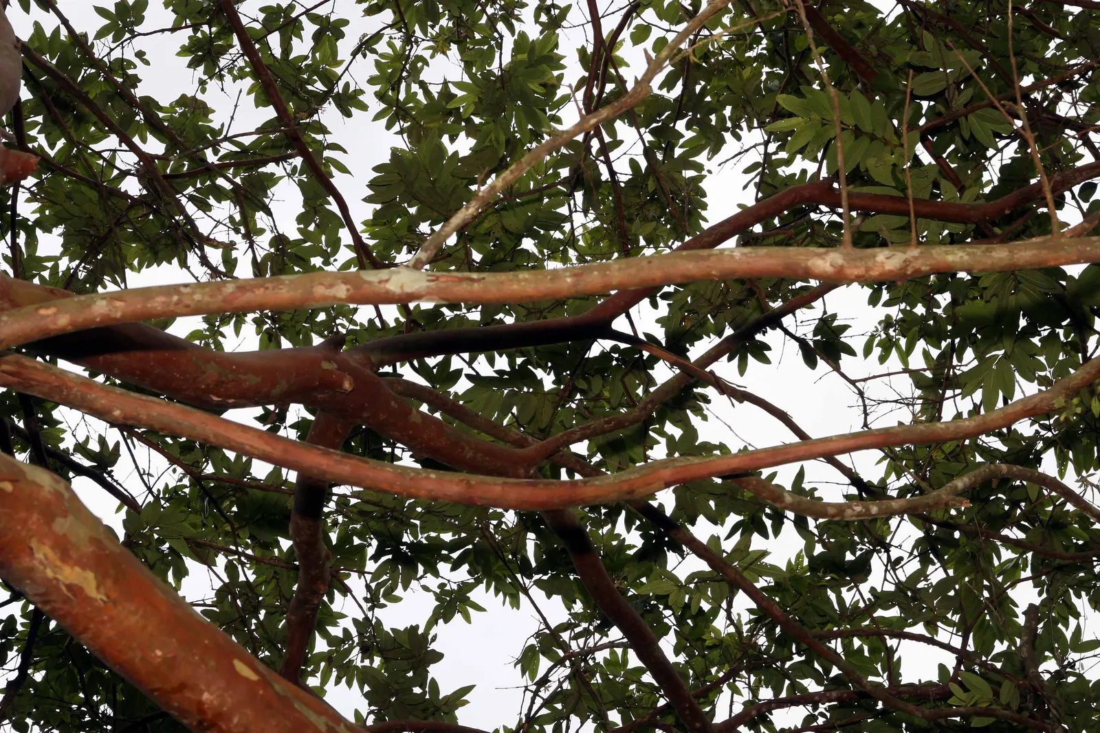 Yellow Guava (Psidium Littorale) — Thrives in full sun to light shade; prefers well-draining soil; ideal for accent or specimen planting, hedges, and edible