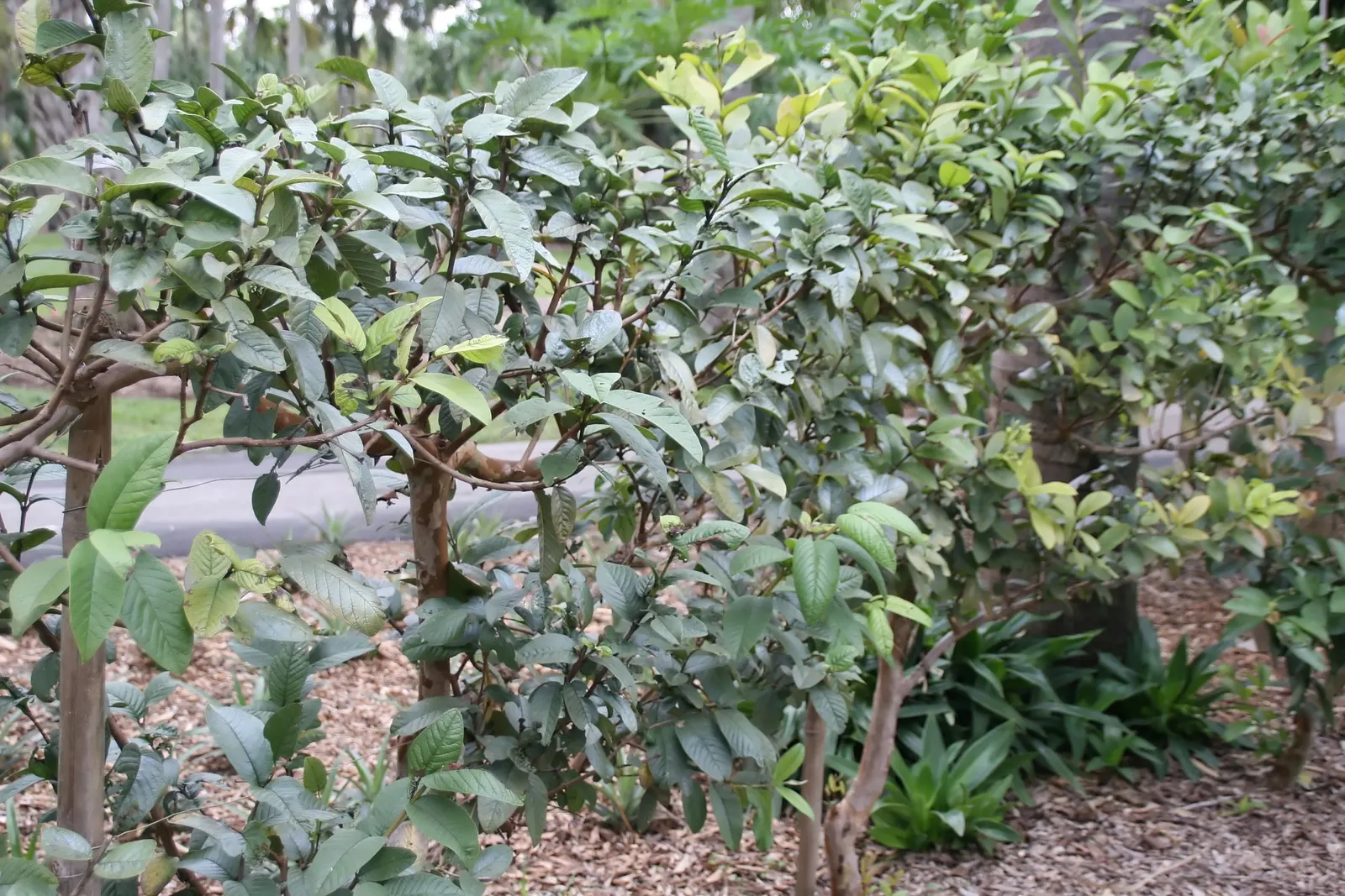 Yellow Guava (Psidium Littorale) — Hardy to USDA zones 9 through 11