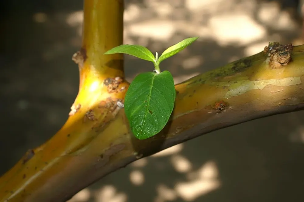 Yellow Guava (Psidium Littorale) — rounded silhouette.<br><br>Its foliage is characterized by glossy; adding liveliness to any garden setting.<br><br>Upon