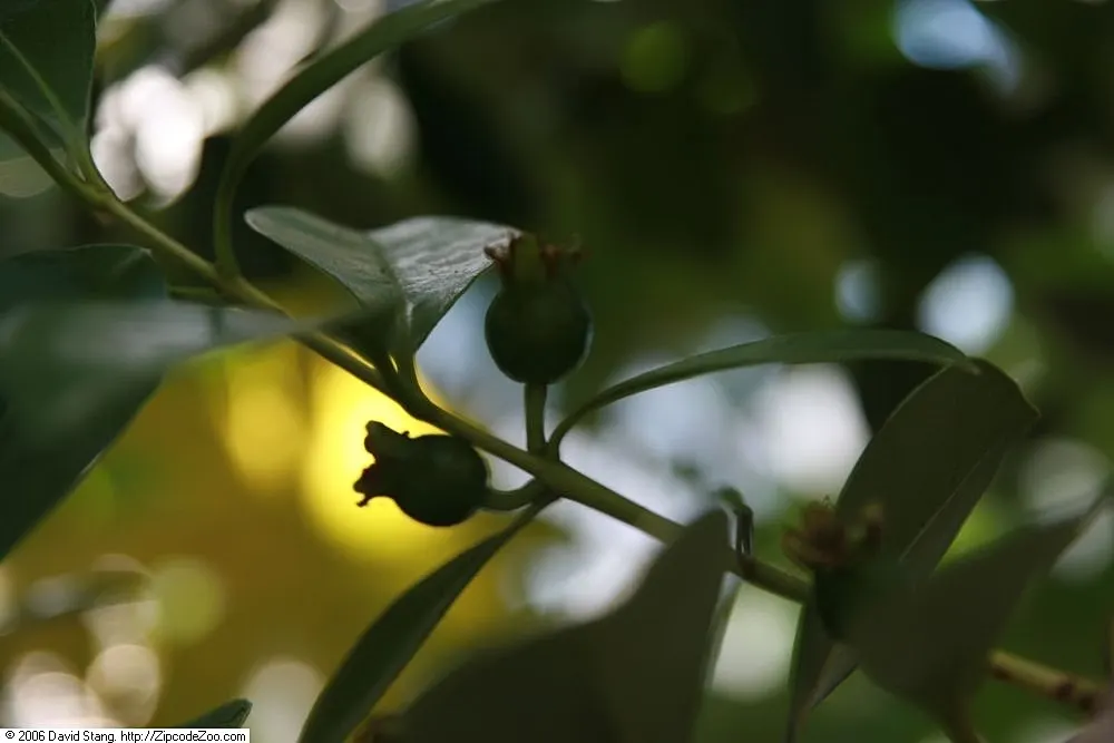 Yellow Guava (Psidium Littorale) — These flowers are sure to attract pollinators; approximately 2 to 4 inches in diameter, image 66