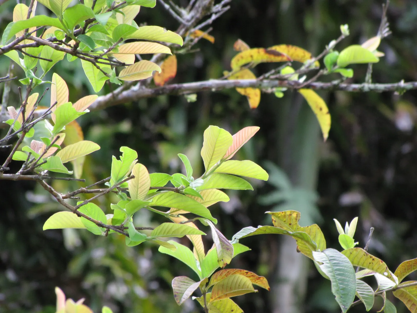 Yellow Guava (Psidium Littorale) — Its leathery foliage complements fragrant white flowers and lemon-yellow; elliptical leaves that are dark green, image 54