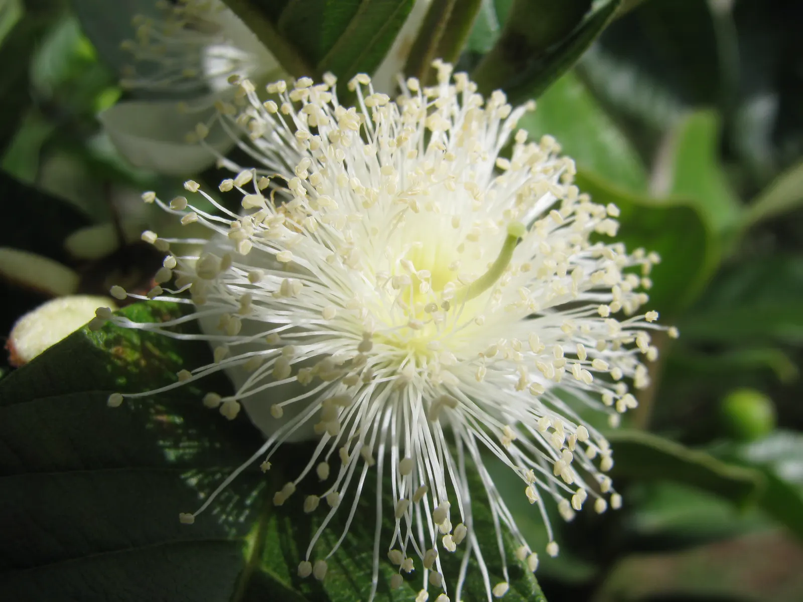 Yellow Guava (Psidium Littorale) — The Yellow Guava, Psidium littorale, is a subtropical evergreen shrub, reaching 6-15 ft in height; rich in vitamin C, the