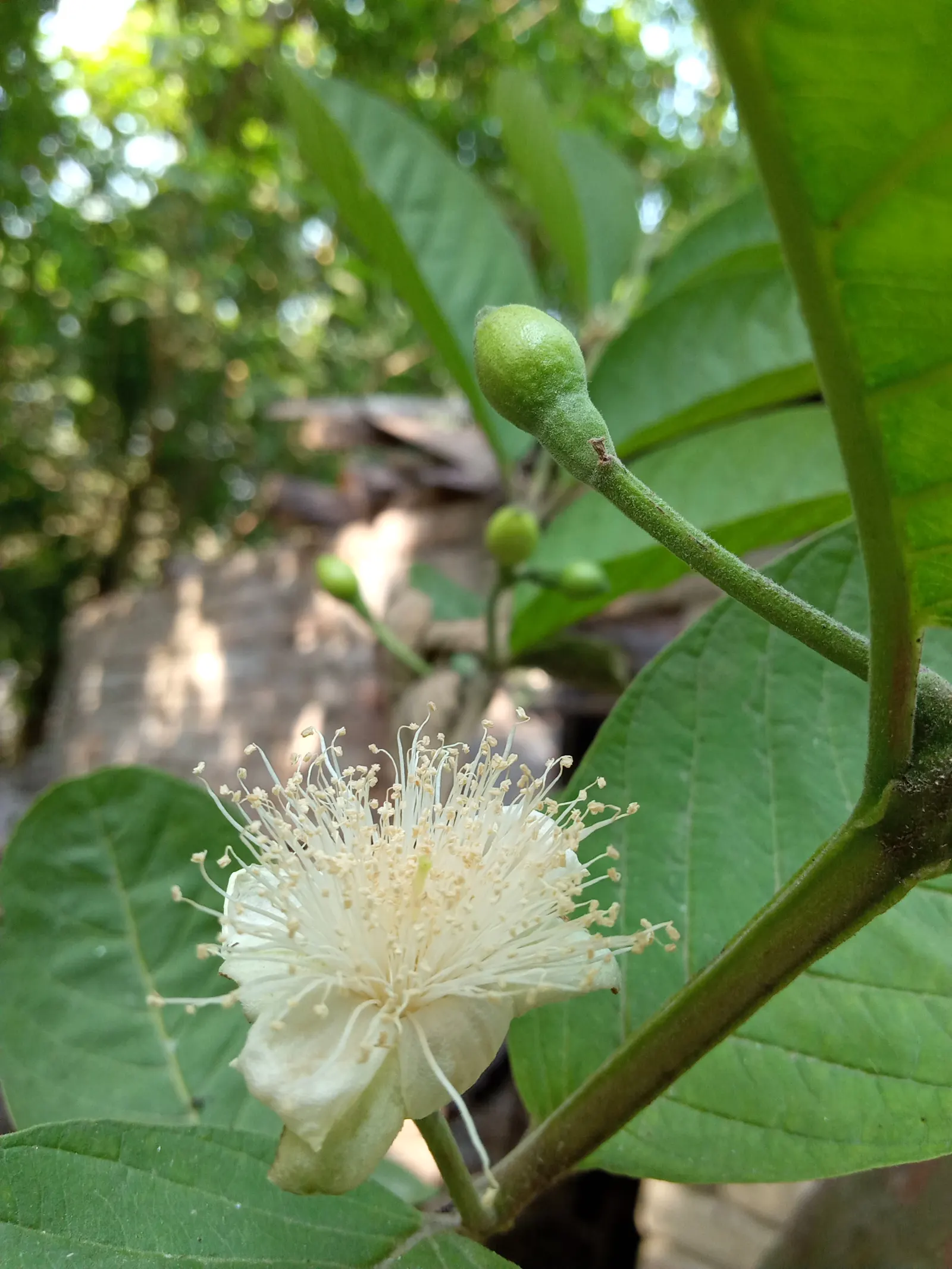 Yellow Guava (Psidium Littorale) — Its leathery foliage complements fragrant white flowers and lemon-yellow; elliptical leaves that are dark green, image 106
