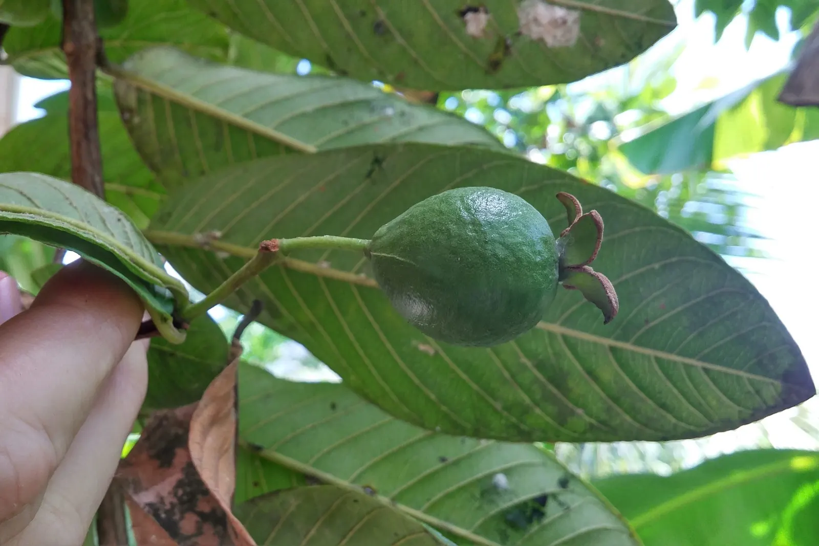 Yellow Guava (Psidium Littorale) — This evergreen shrub or small tree typically reaches an average height of 6 to 15 feet