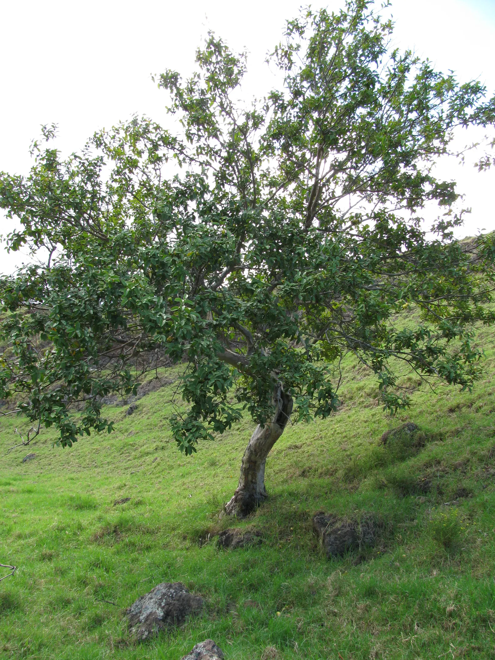Yellow Guava (Psidium Littorale) — Thrives in full sun to light shade; prefers well-draining soil