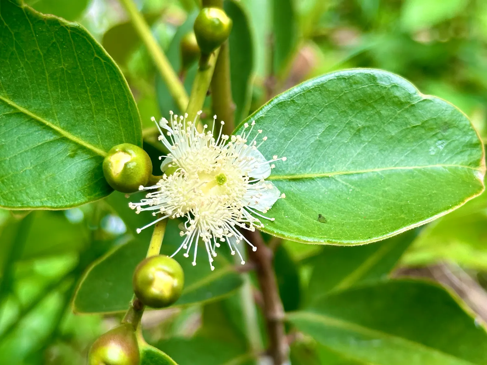 Yellow Guava (Psidium Littorale) — These guavas offer a sweet-tart flavor and are rich in vitamin C; the Yellow Guava thrives in well-drained soils, image 96