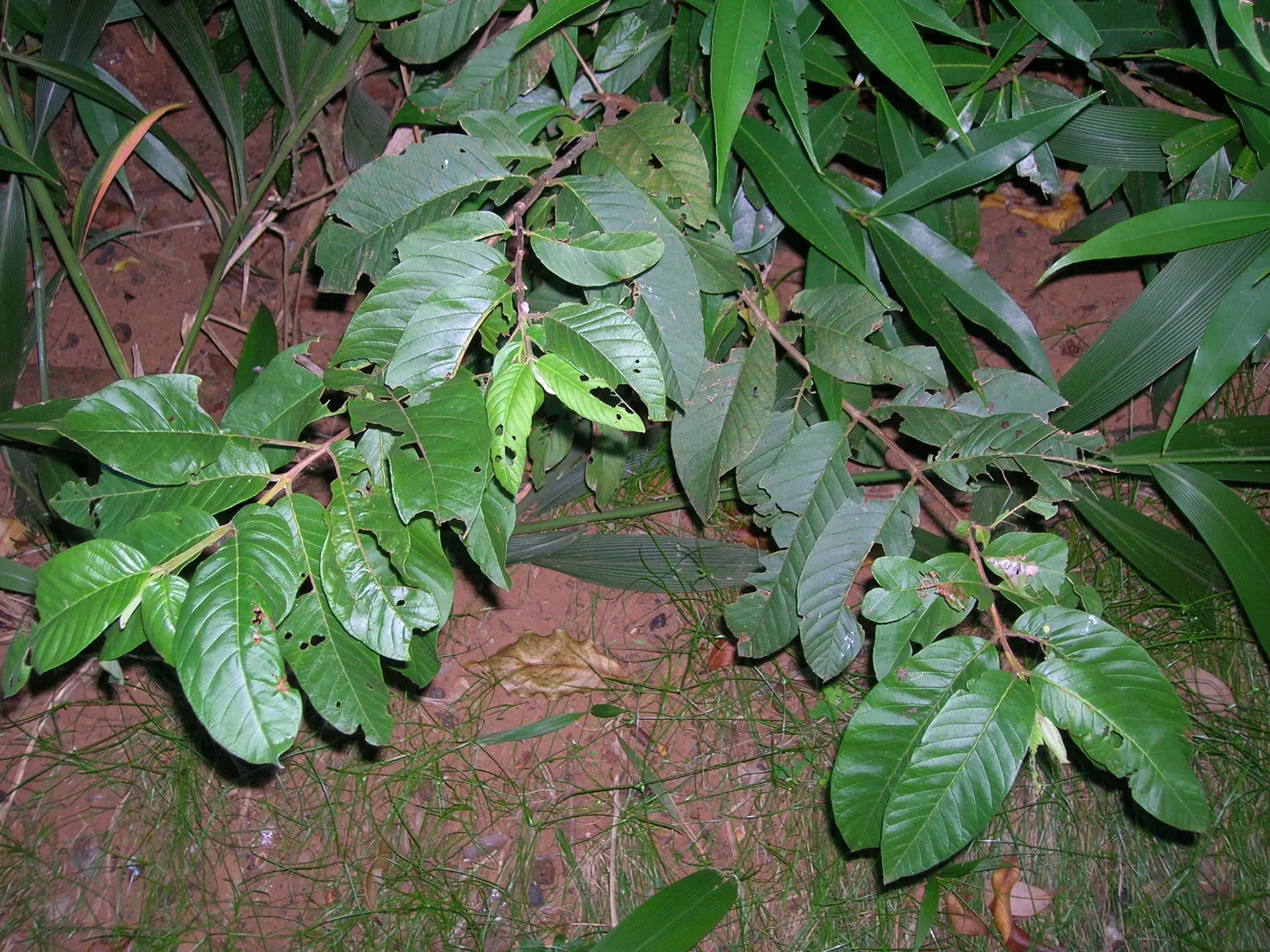 Yellow Guava (Psidium Littorale) — Pruning to manage shape and size is recommended; hardy to USDA zones 9 through 11