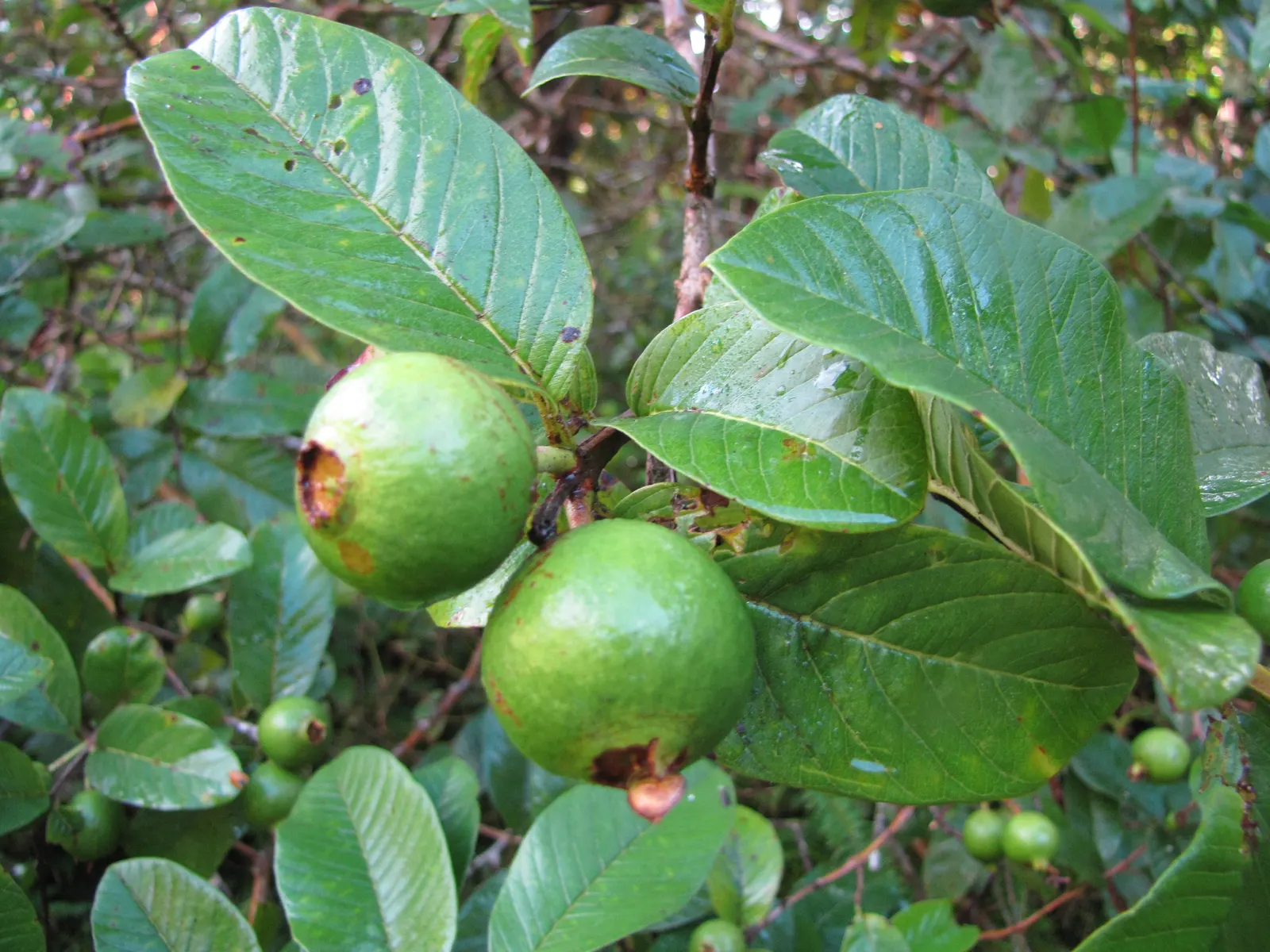 Yellow Guava (Psidium Littorale) — elliptical leaves that are dark green in color and measure about 3 to 6 inches in length; pruning to manage, image 63