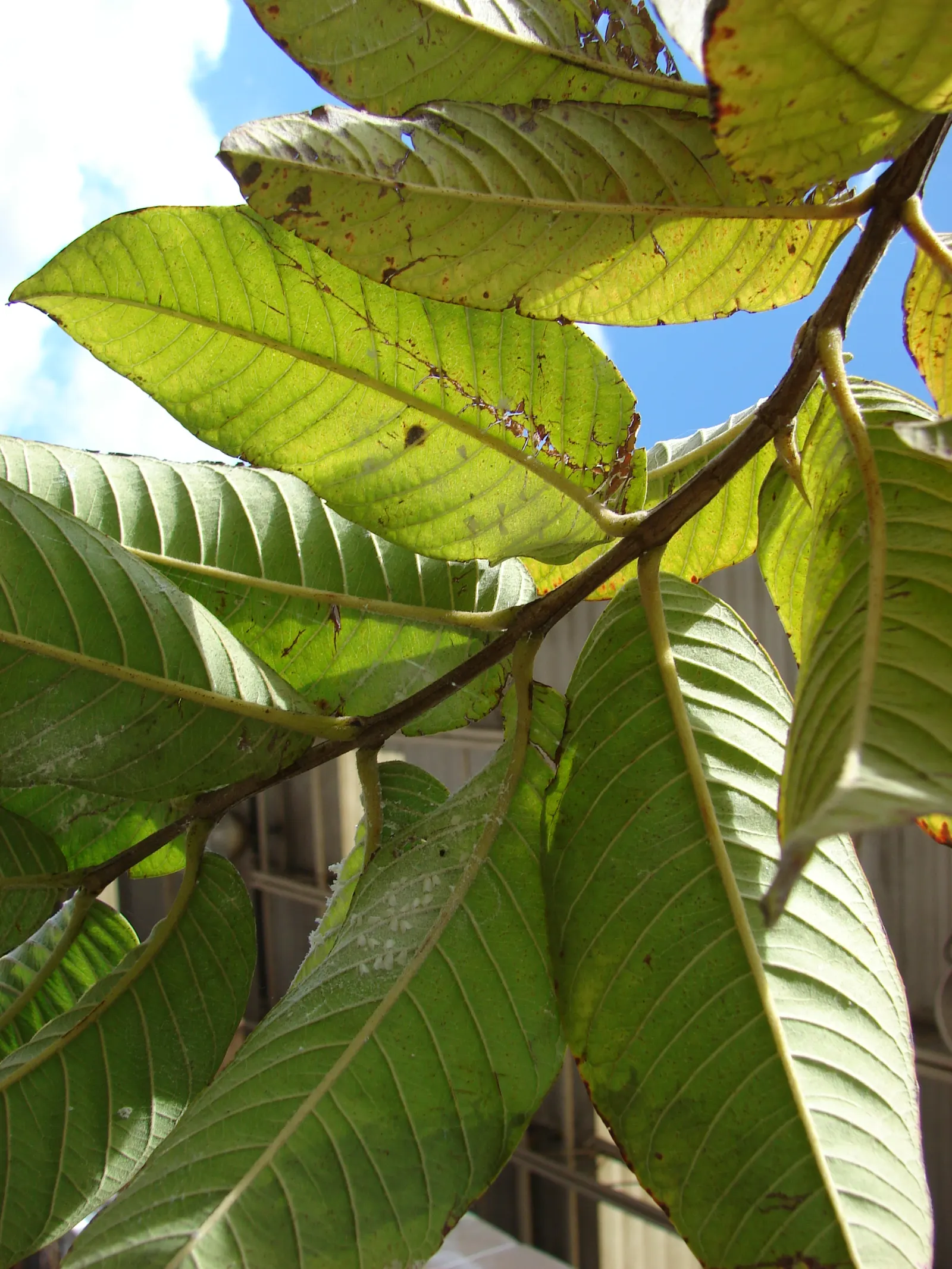 Yellow Guava (Psidium Littorale) — presents a tropical allure with its lush foliage and vibrantly colored fruits; though it can tolerate short, image 59