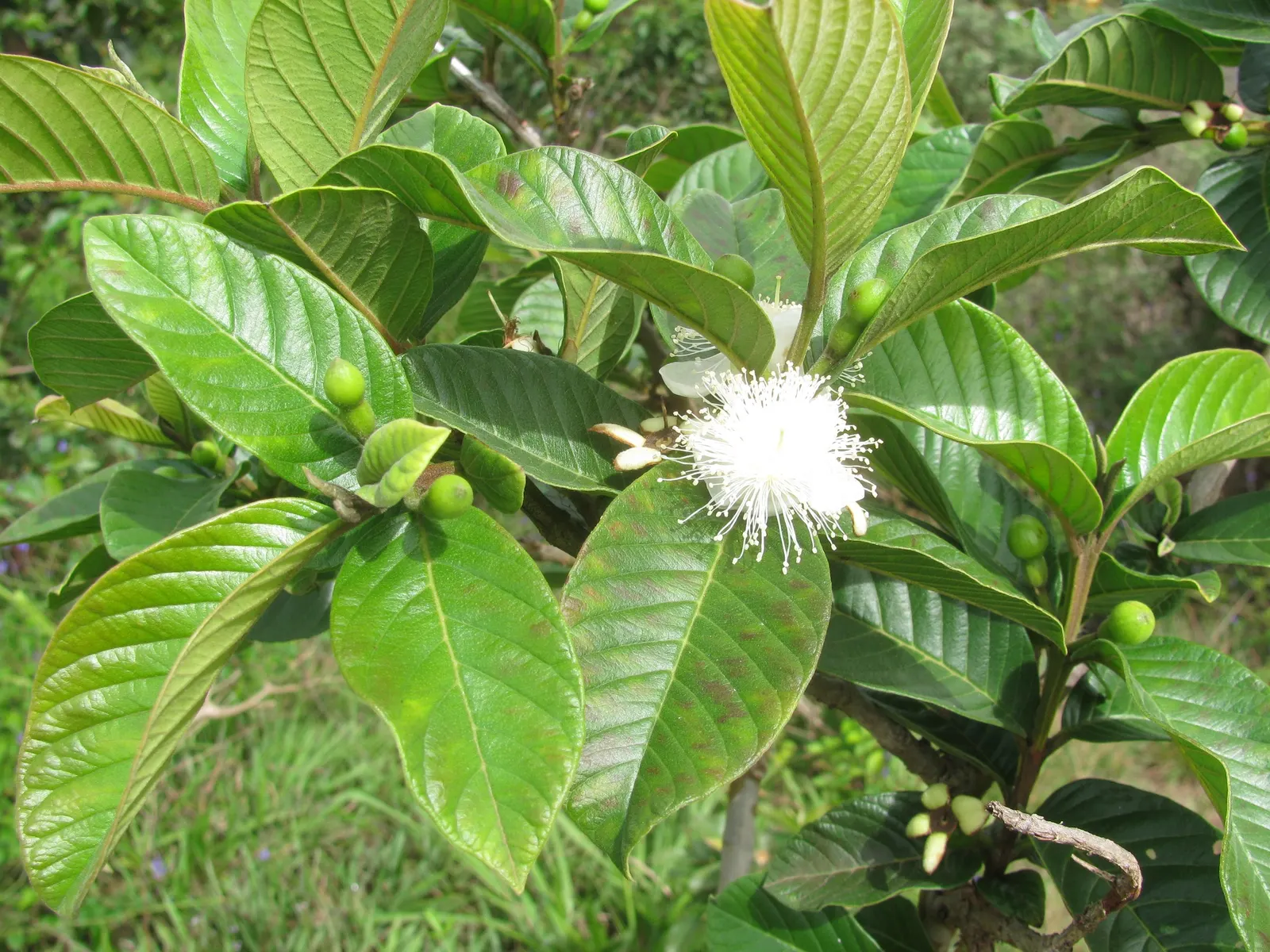 Yellow Guava (Psidium Littorale) — making it a splendid choice for adding both aesthetic and functional elements to a landscape design; the Yellow Guava