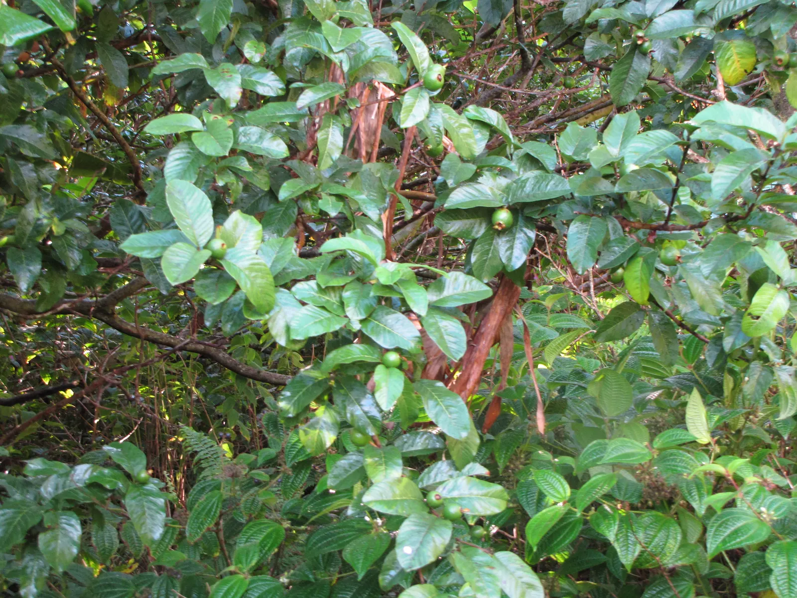 Yellow Guava (Psidium Littorale) — Hardy to USDA zones 9 through 11; these flowers are sure to attract pollinators