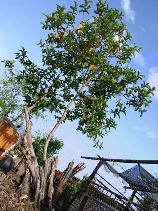 Yellow Guava (Psidium Littorale) — as is periodic feeding with a balanced fertilizer to maintain robust health and maximize fruit production; its, image 101