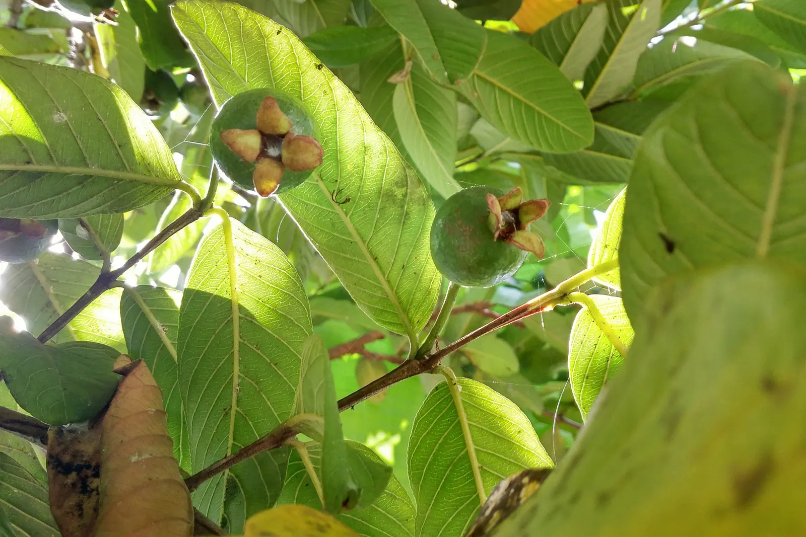 Yellow Guava (Psidium Littorale) — These guavas offer a sweet-tart flavor and are rich in vitamin C