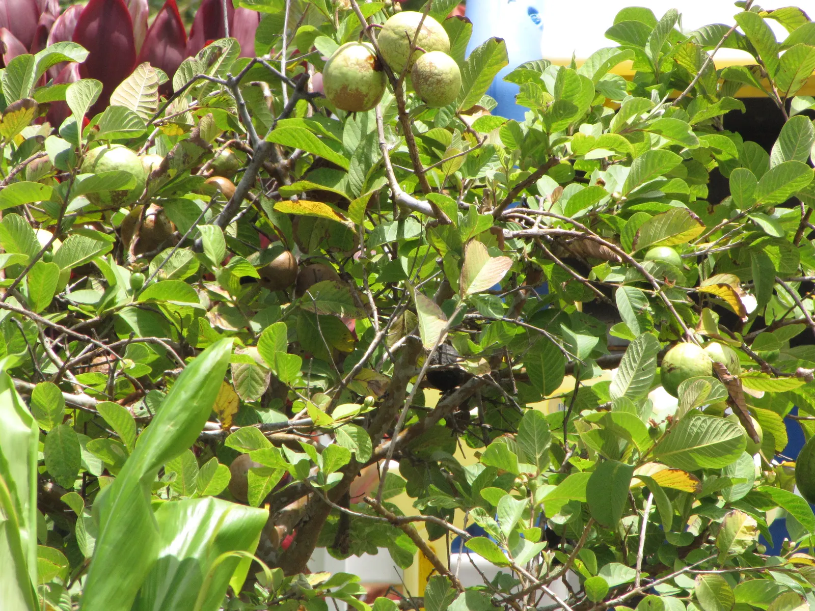 Yellow Guava (Psidium Littorale) — white flowers in the garden; this evergreen shrub or small tree typically reaches an average height of 6 to 15 feet